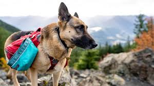 backpacks and saddlebags for dogs