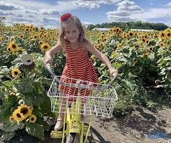 11 Sunflower Fields Near Chicago To
