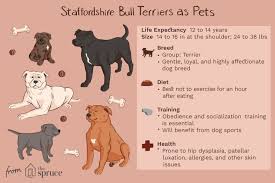 staffordshire bull terrier stafford
