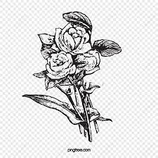 black and white rose images hd