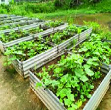 Vegetables Planted On Bare Soil