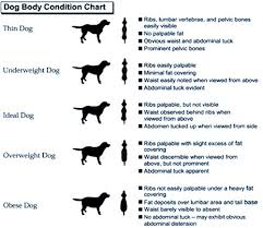 Staffy Weight Chart Dog Obesity Chart Average Weight Of