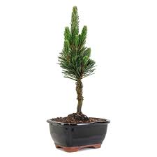 anese black pine bonsai