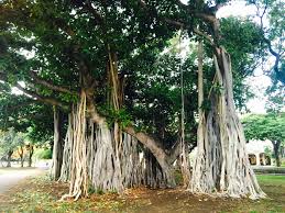10 Things You Need To Know About Banyan Trees Under The Banyan