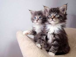 Russian maine coon kittens for sale near me. Maine Coon Cattery 19 Essential Questions To Ask
