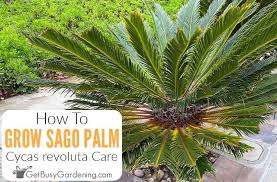 Sago Palm Care Guide How To Grow