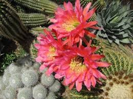 Use without written consent by the author is illegal and punishable by law. Cactus Flowers Bloom At Night And Close In The Afternoon Picture Of Tucson Arizona Tripadvisor