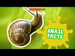 50 cool snail facts that you didn t