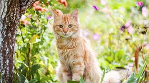 Cats and poisonous flowers and plants. Lily Poisoning In Cats Pet Health Advice Vets4pets