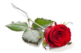 Ezt jelenti a rózsa színe! - Kisokos rózsavásárláshoz - PROAKTIVdirekt  Életmód magazin és hírek