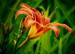 how to grow tiger lily flowers growing