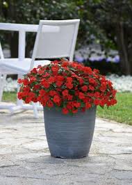 easy plants to grow in pots