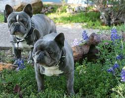 French bulldog information including personality, history, grooming, pictures, videos, and the akc breed standard. Blue French Bulldog Breeders And Clubs
