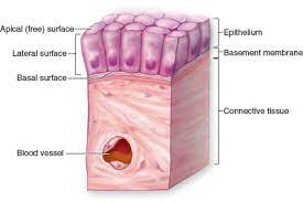 Epithelia Basement Membrane