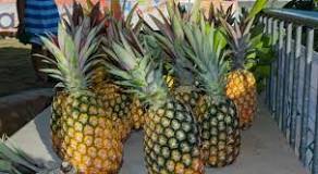 how-did-pineapple-festival-come-about