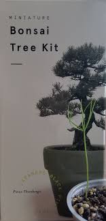 Bonsai tree (pty) ltd online store. 25 Best Looking For Japanese Black Pine Bonsai From Seed Pink Wool