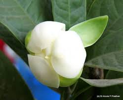 Kavati Chafa Plant | Magnolia liliifera Plant Image