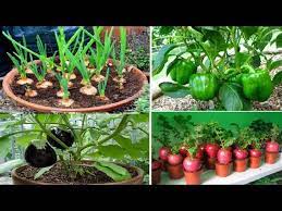 Top 10 Easy To Grow Vegetables For