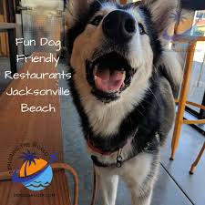 fun dog friendly restaurants
