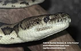 southwestern carpet python