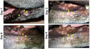 treatment of canine papilloma virus