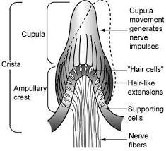vestibular system physiopedia