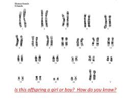 Maybe you would like to learn more about one of these? Ppt Notes Karyotypes Powerpoint Presentation Free Download Id 6770055