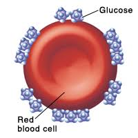 Diabetes And Your Child The Hemoglobin A1c Test