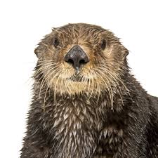 Sea Otter National Geographic