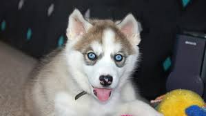 When the puppy comince growing, their eyes turn darker but the eyes will not change color. When Do Puppy Eyes Change Color Dog Discoveries