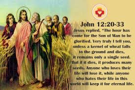 Yesus sendiri disalibkan pada hari paskah, sebagai anak domba paskah itu (bd. Minggu 21 Maret 2021 Hari Minggu Prapaskah V B Resi Renungan Singkat Dehonian