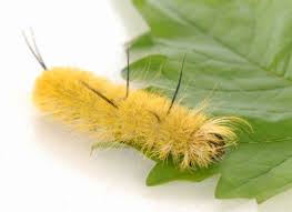 A Truly Helpful Caterpillar Identification Chart Poisonous