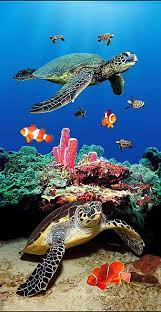 hd sea turtle wallpapers peakpx