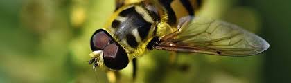 We did not find results for: How To Get Rid Of Hoverflies On Your Patio