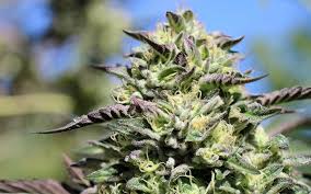 The Best New Marijuana Strains To Grow In 2019