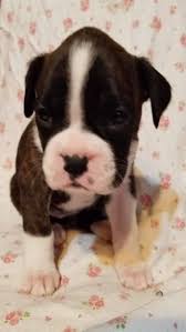 Get a boxer, husky, german shepherd, pug, and more on kijiji 6 boxer puppies for sale in kapuskasing, on. Boxer Puppies For Sale Amelia Court House Va 289669