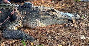 Meet the Alligators - Okefenokee Swamp Park & Adventures