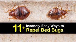 11 insanely easy ways to repel bed bugs