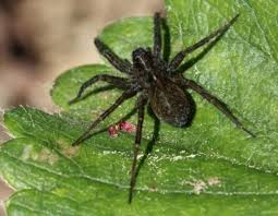 Spiders Of Oregon Whats Lurking In Your Home Or Garden