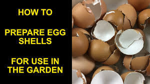 how to prepare eggss to use in the