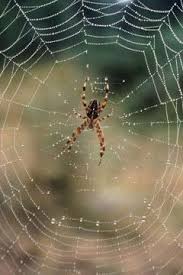 The Differences Between Brown Widow Orb Weaver Spiders
