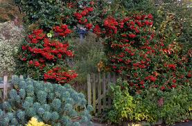evergreen trees for gardens 10 of the