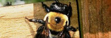 How To Get Rid Of Carpenter Bees Do