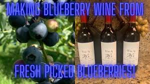 making blueberry wine from fresh picked