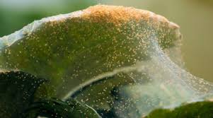 Check spelling or type a new query. Helpful Spider Mite Control Tips How To Kill Spider Mites