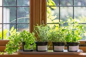 5 Edible Herbs You Should Grow Ferns