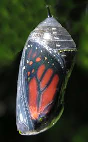 Image result for butterfly coming from cocoon