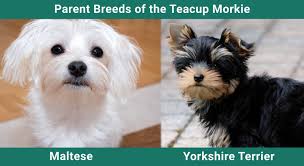 teacup morkie yorkshire terrier