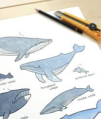 Whales Illustrated Chart Kids Room Art Print