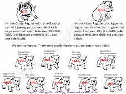 44 Complete French Bulldog Dna Chart